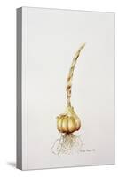 Onion, 1998-Alison Cooper-Stretched Canvas