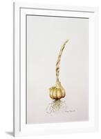 Onion, 1998-Alison Cooper-Framed Giclee Print