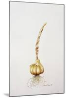 Onion, 1998-Alison Cooper-Mounted Giclee Print