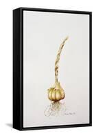 Onion, 1998-Alison Cooper-Framed Stretched Canvas