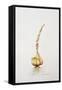 Onion, 1998-Alison Cooper-Framed Stretched Canvas