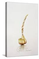 Onion, 1998-Alison Cooper-Stretched Canvas