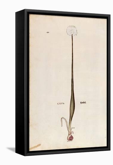 Onion (Allium Cepa) by Leonhart Fuchs from De Historia Stirpium Commentarii Insignes (Notable Comme-null-Framed Stretched Canvas