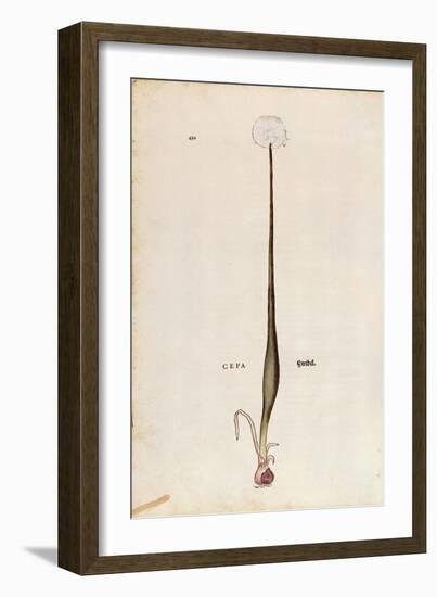 Onion (Allium Cepa) by Leonhart Fuchs from De Historia Stirpium Commentarii Insignes (Notable Comme-null-Framed Giclee Print