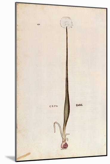 Onion (Allium Cepa) by Leonhart Fuchs from De Historia Stirpium Commentarii Insignes (Notable Comme-null-Mounted Giclee Print