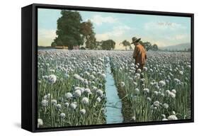 Onion Field-null-Framed Stretched Canvas