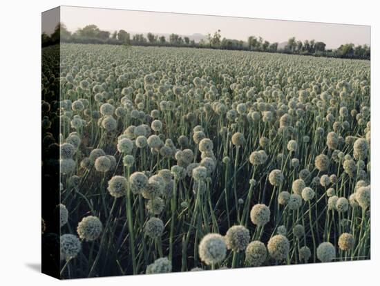 Onion Fields in Gujarat State, India, Asia-John Henry Claude Wilson-Stretched Canvas