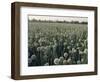 Onion Fields in Gujarat State, India, Asia-John Henry Claude Wilson-Framed Photographic Print