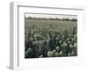 Onion Fields in Gujarat State, India, Asia-John Henry Claude Wilson-Framed Photographic Print