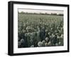 Onion Fields in Gujarat State, India, Asia-John Henry Claude Wilson-Framed Photographic Print