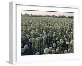 Onion Fields in Gujarat State, India, Asia-John Henry Claude Wilson-Framed Photographic Print