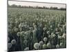 Onion Fields in Gujarat State, India, Asia-John Henry Claude Wilson-Mounted Photographic Print