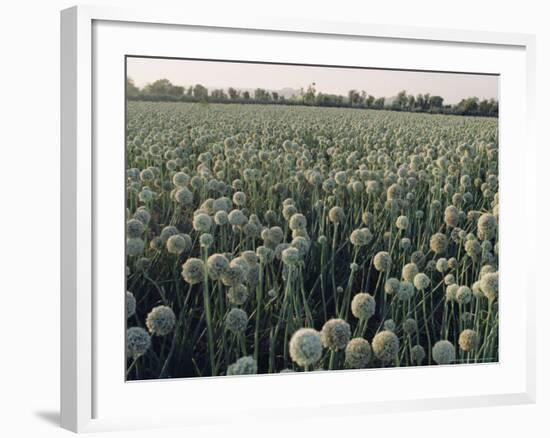 Onion Fields in Gujarat State, India, Asia-John Henry Claude Wilson-Framed Photographic Print