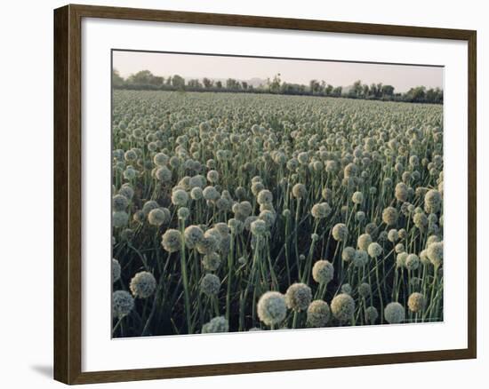 Onion Fields in Gujarat State, India, Asia-John Henry Claude Wilson-Framed Photographic Print