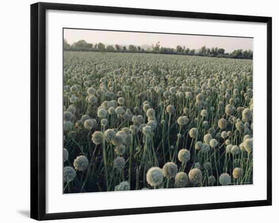 Onion Fields in Gujarat State, India, Asia-John Henry Claude Wilson-Framed Photographic Print