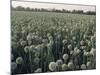 Onion Fields in Gujarat State, India, Asia-John Henry Claude Wilson-Mounted Photographic Print