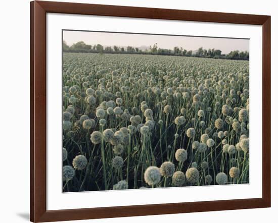 Onion Fields in Gujarat State, India, Asia-John Henry Claude Wilson-Framed Photographic Print