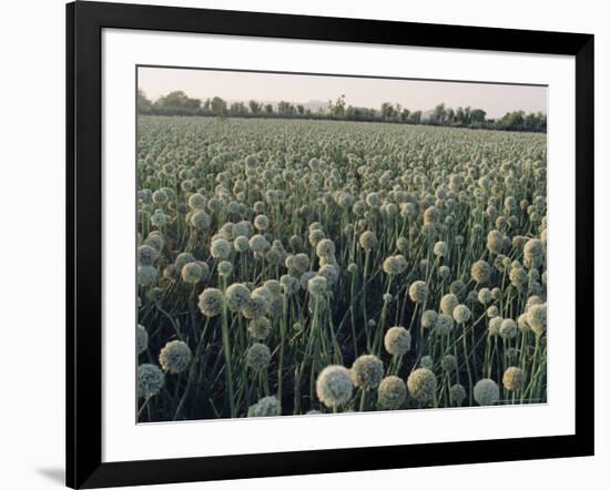 Onion Fields in Gujarat State, India, Asia-John Henry Claude Wilson-Framed Photographic Print