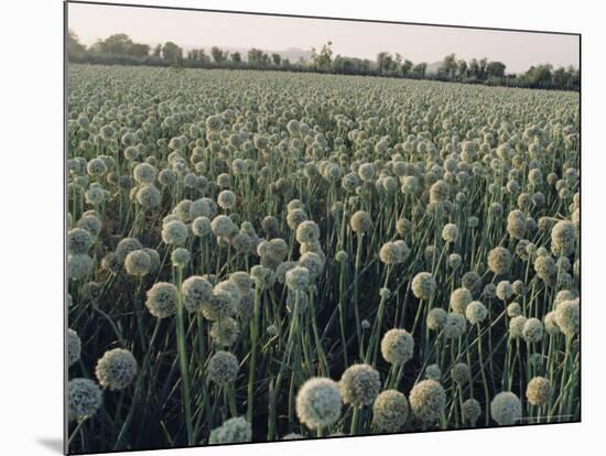 Onion Fields in Gujarat State, India, Asia-John Henry Claude Wilson-Mounted Photographic Print
