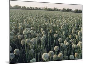 Onion Fields in Gujarat State, India, Asia-John Henry Claude Wilson-Mounted Photographic Print