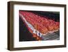 Onion Sacks on Field-null-Framed Photographic Print