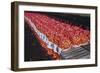 Onion Sacks on Field-null-Framed Photographic Print