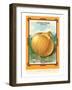 Onion Seed Packet-null-Framed Art Print