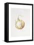 Onion Study, 1993-Alison Cooper-Framed Stretched Canvas