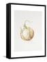 Onion Study, 1993-Alison Cooper-Framed Stretched Canvas