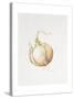 Onion Study, 1993-Alison Cooper-Stretched Canvas