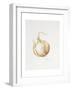 Onion Study, 1993-Alison Cooper-Framed Giclee Print