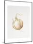 Onion Study, 1993-Alison Cooper-Mounted Giclee Print