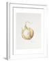 Onion Study, 1993-Alison Cooper-Framed Giclee Print