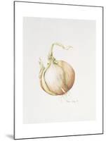 Onion Study, 1993-Alison Cooper-Mounted Giclee Print