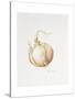 Onion Study, 1993-Alison Cooper-Stretched Canvas