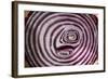 Onion-Charles Bowman-Framed Photographic Print