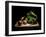 Onions And Lettuce-Antonio Zoccarato-Framed Giclee Print