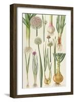 Onions and Other Vegetables-Elizabeth Rice-Framed Giclee Print