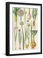 Onions and Other Vegetables-Elizabeth Rice-Framed Giclee Print