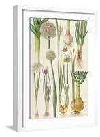 Onions and Other Vegetables-Elizabeth Rice-Framed Giclee Print