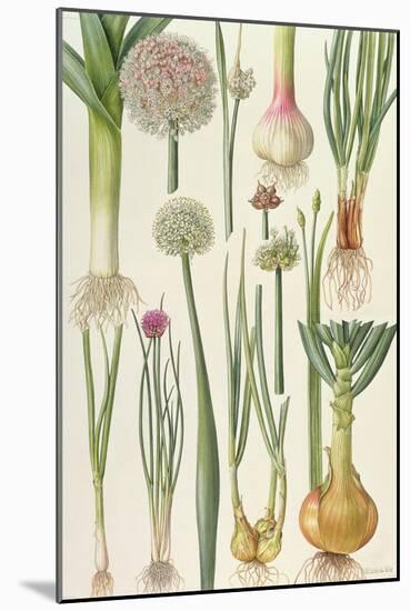 Onions and Other Vegetables-Elizabeth Rice-Mounted Giclee Print