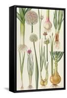 Onions and Other Vegetables-Elizabeth Rice-Framed Stretched Canvas