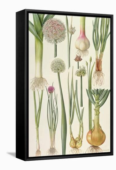 Onions and Other Vegetables-Elizabeth Rice-Framed Stretched Canvas