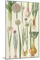 Onions and Other Vegetables-Elizabeth Rice-Mounted Giclee Print