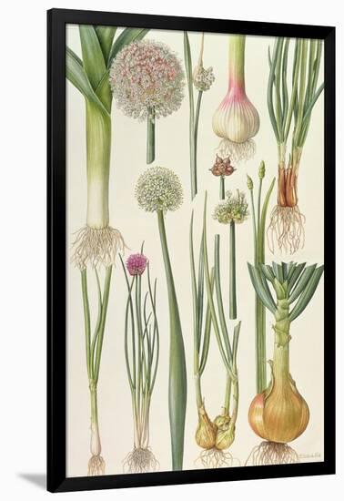 Onions and Other Vegetables-Elizabeth Rice-Framed Giclee Print