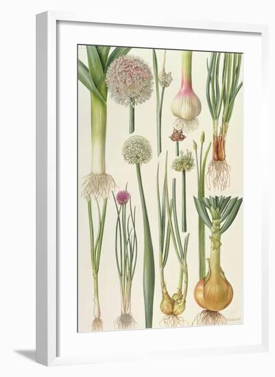 Onions and Other Vegetables-Elizabeth Rice-Framed Giclee Print