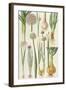 Onions and Other Vegetables-Elizabeth Rice-Framed Giclee Print