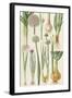 Onions and Other Vegetables-Elizabeth Rice-Framed Giclee Print