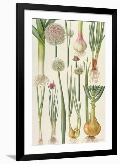 Onions and Other Vegetables-Elizabeth Rice-Framed Premium Giclee Print