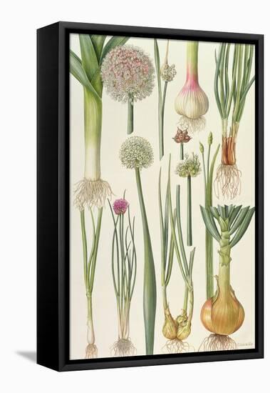 Onions and Other Vegetables-Elizabeth Rice-Framed Stretched Canvas